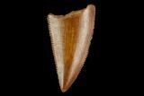 Serrated, Raptor Tooth - Real Dinosaur Tooth #124877-1